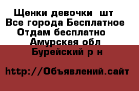 Щенки девочки 4шт - Все города Бесплатное » Отдам бесплатно   . Амурская обл.,Бурейский р-н